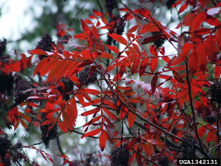 dwarf sumac (Rhus copallinum)