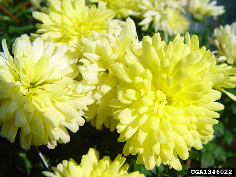 chrysanthemum (Genus Chrysanthemum)