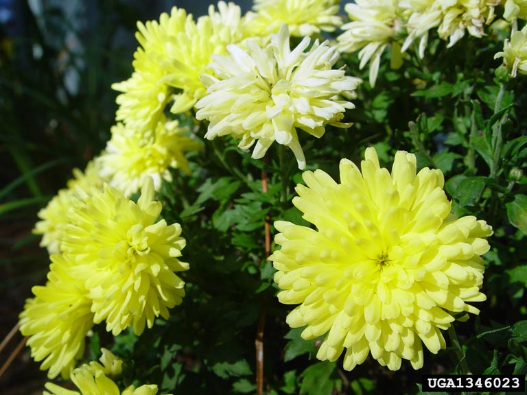 chrysanthemum (Genus Chrysanthemum)
