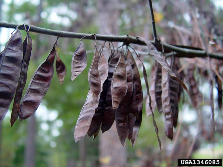eastern redbud (Cercis canadensis)