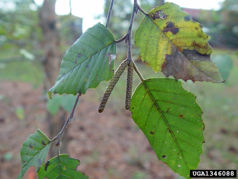 river birch (Betula nigra)