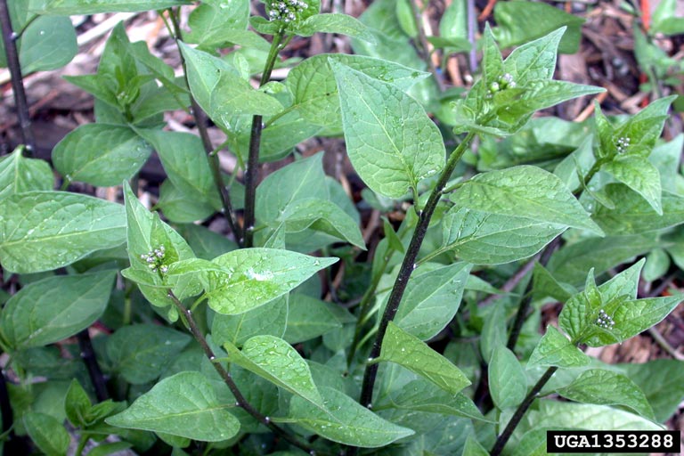 bittersweet nightshade (Solanum dulcamara)