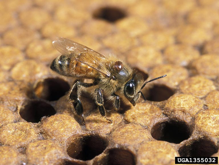 honey bee varroa mite (Varroa destructor Anderson & Trueman, 2000)