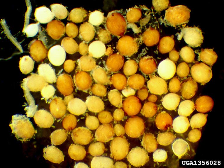 corn cyst nematode, Heterodera zeae (Tylenchida Heteroderidae) 1356028