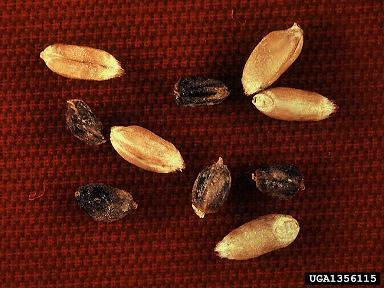 wheat seedgall nematode, Anguina tritici (Tylenchida Anguinidae