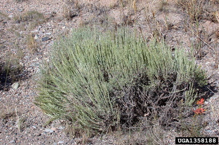 big sagebrush (Artemisia tridentata)