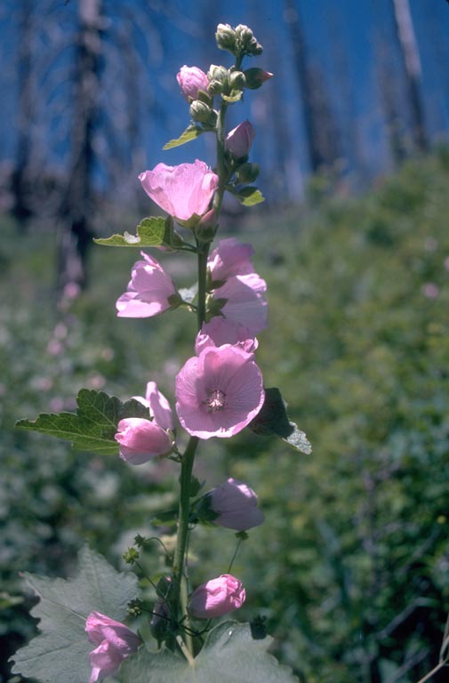streambank wild hollyhock, Iliamna rivularis (Malvales Malvaceae