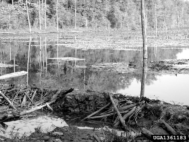 American beaver (Castor canadensis)