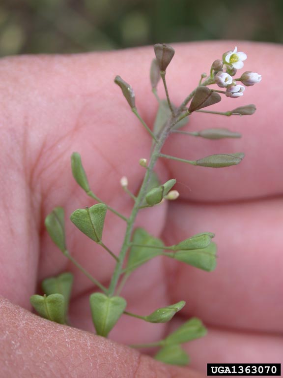 shepherd'spurse (Capsella bursapastoris)
