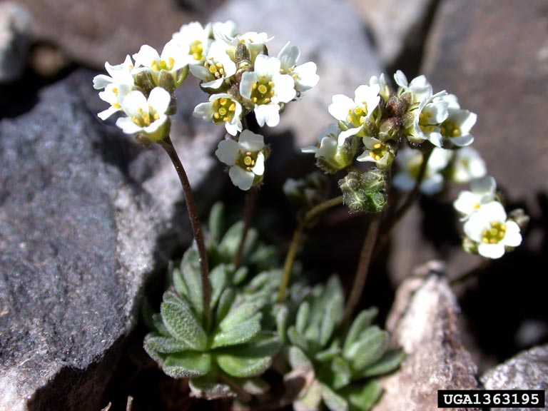 Austrian draba (Draba fladnizensis)