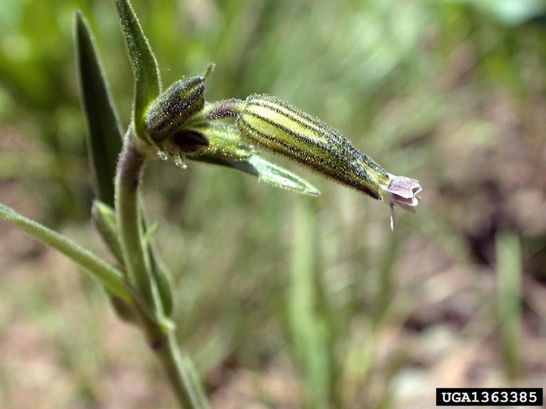 Drummond's campion (Silene drummondii)