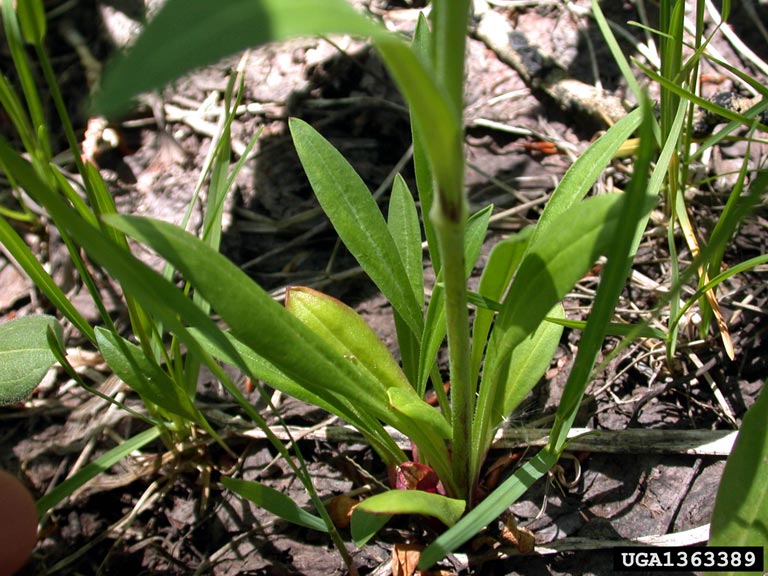 Drummond's campion (Silene drummondii)