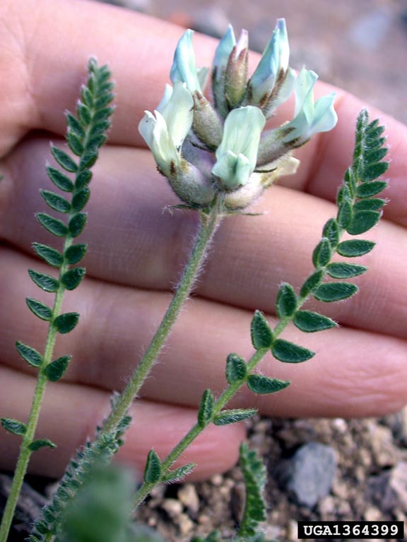 viscid locoweed (Oxytropis borealis var. viscida)