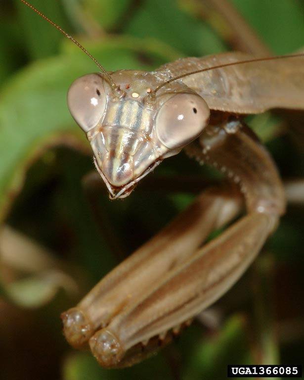 Chinese mantid, Tenodera aridifolia sinensis (Mantodea ...