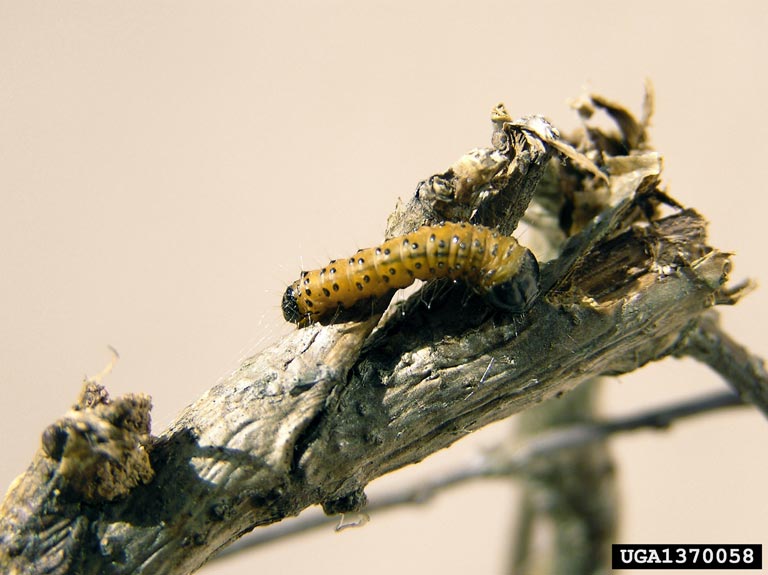 Zeuzera pyrina Bugwoodwiki