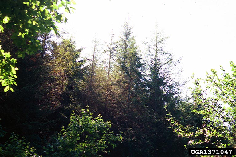 Swiss needle cast (Phaeocryptopus gaeumannii ) on Douglasfir