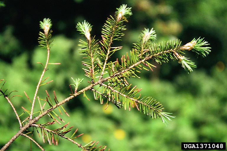 Andrej Kunca, National Forest Centre - Slovakia,  Bugwood.org Necrotic lesions on needles 2 years old and older; dieback from the tip of needle.  Nemecká, Slovakia
