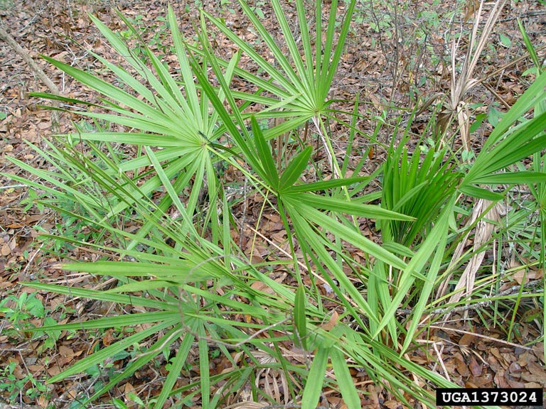saw palmetto (Serenoa repens)