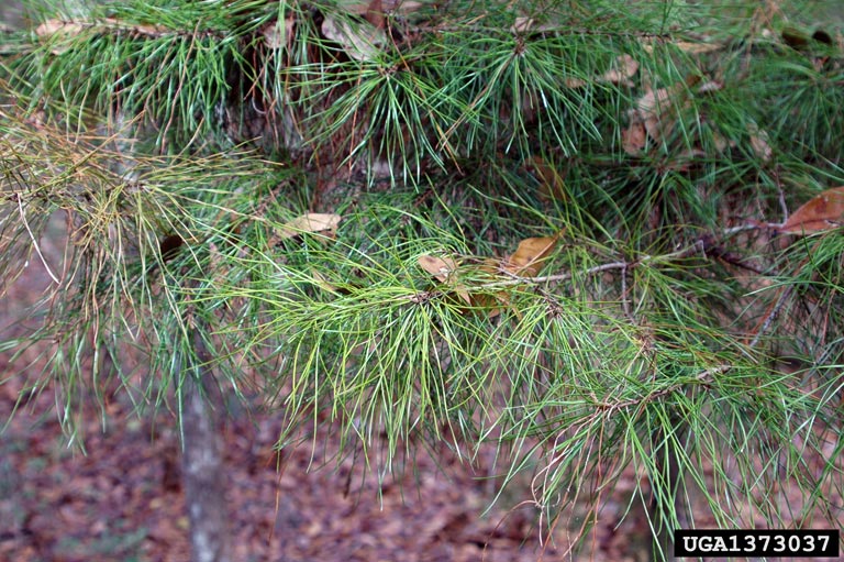 spruce pine (Pinus glabra)