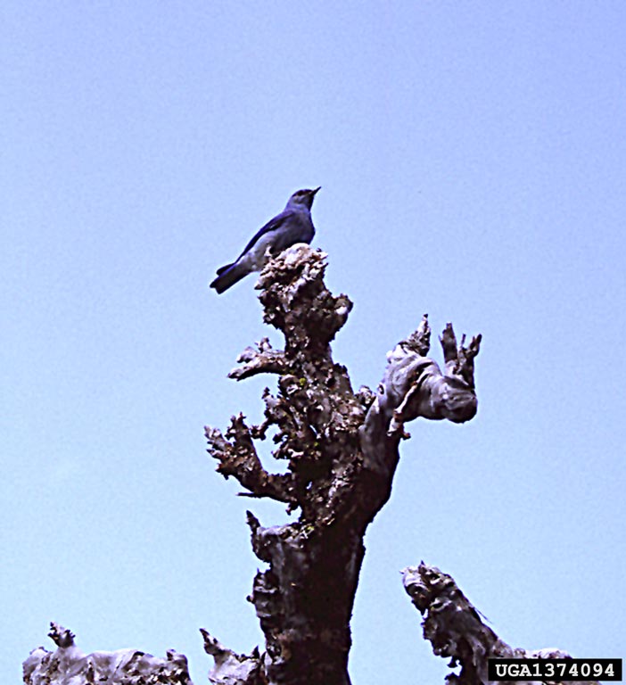 mountain bluebird (Sialia currucoides)