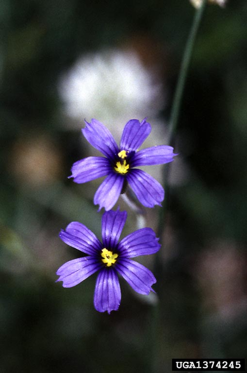 blueeyed grass (Genus Sisyrinchium)