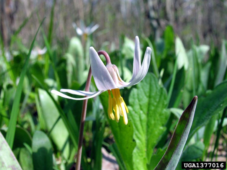 white trout lily (Erythronium albidum)