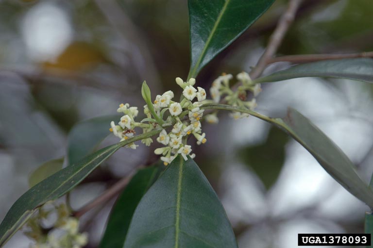 devilwood (Osmanthus americanus)