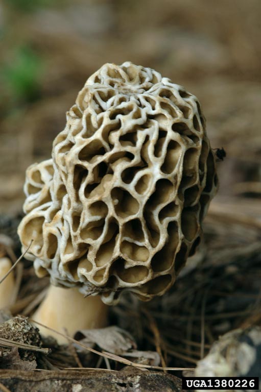 yellow morel (Morchella esculenta)