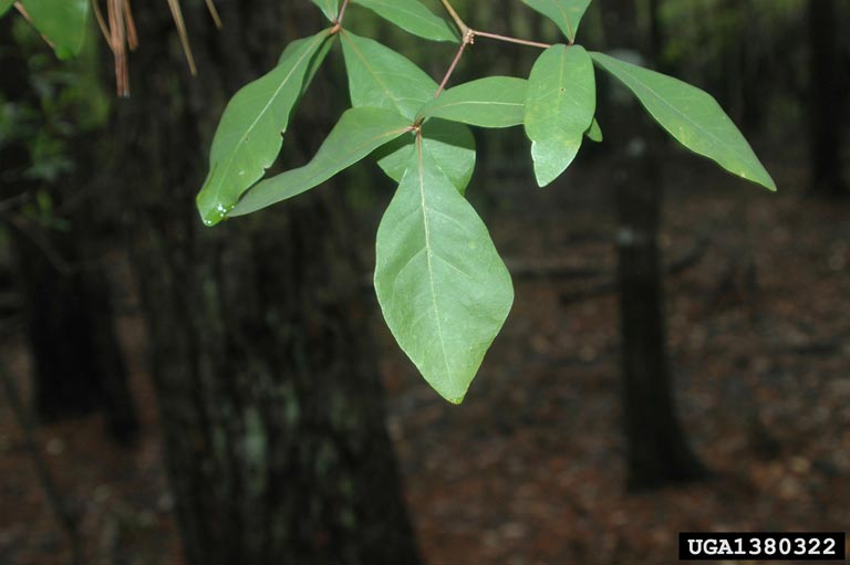 laurel oak (Quercus laurifolia)
