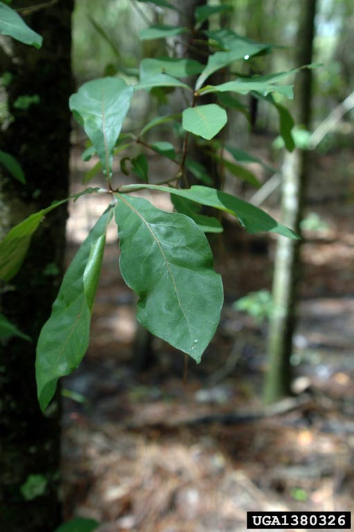 laurel oak (Quercus laurifolia)