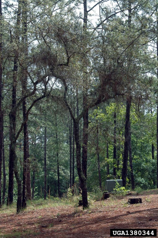 scrub live oak (Quercus geminata)