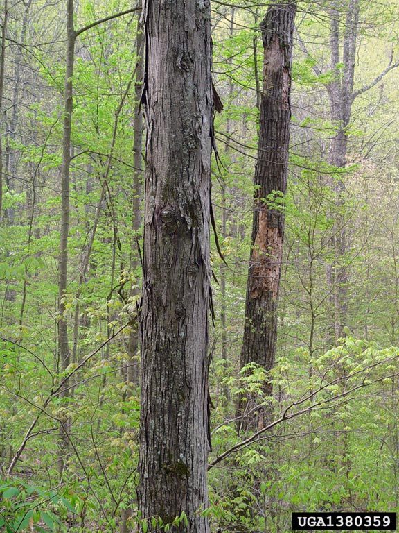 shagbark hickory (Carya ovata)