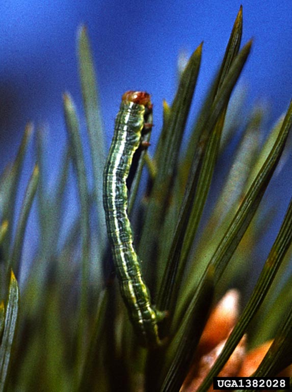 pine looper moth (Bupalus piniaria)