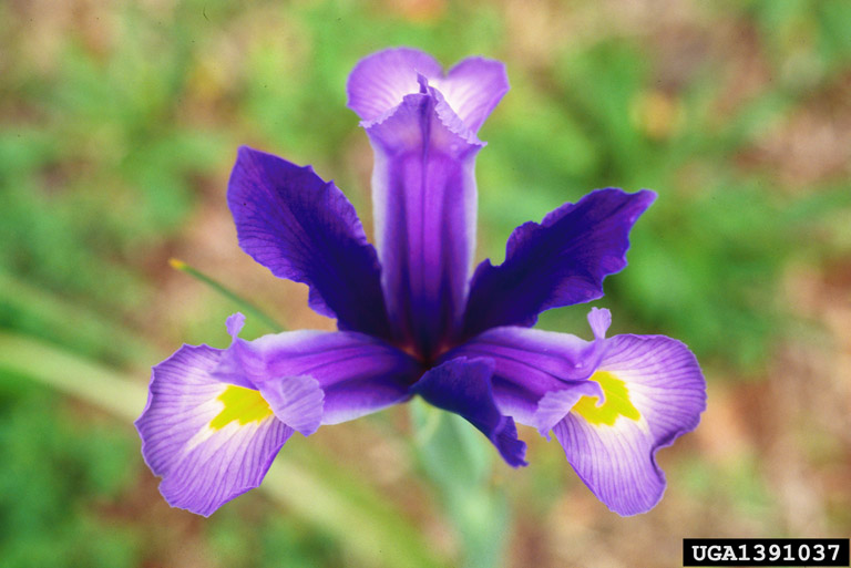 Virginia iris (Iris virginica)