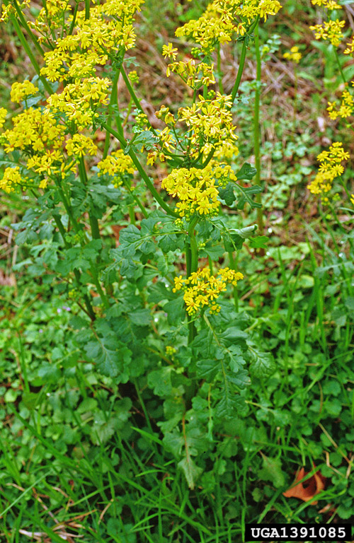 yellow rocket, Barbarea vulgaris (Capparales Brassicaceae) 1391085