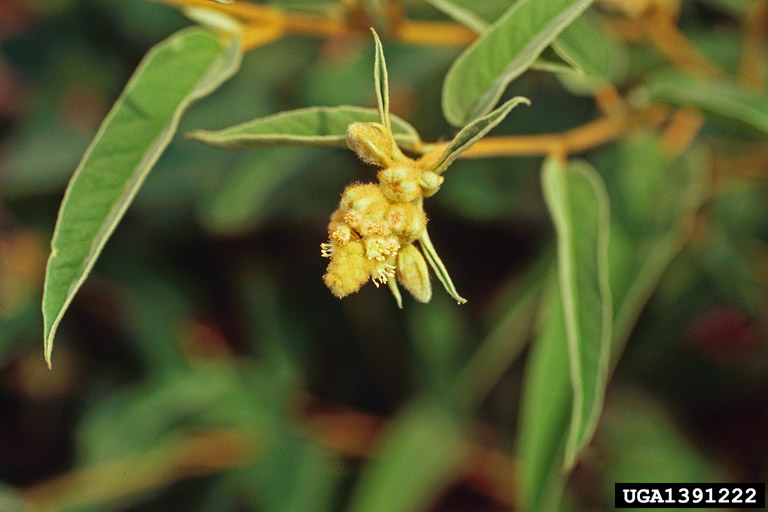 woolly croton (Croton capitatus)