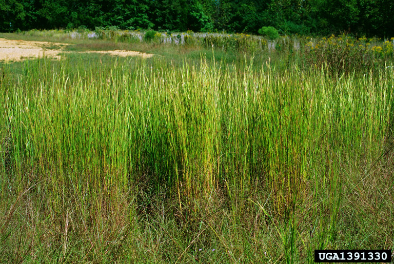 broomsedge bluestem, Andropogon virginicus (Cyperales Poaceae) 1391330