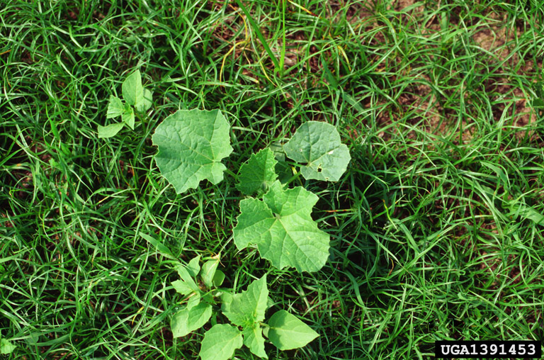 melon (Cucumis melo)