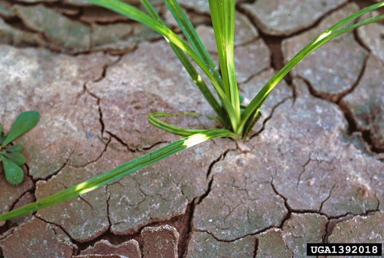 purple nutsedge (Cyperus rotundus)