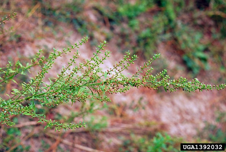 licorice weed (Scoparia dulcis)