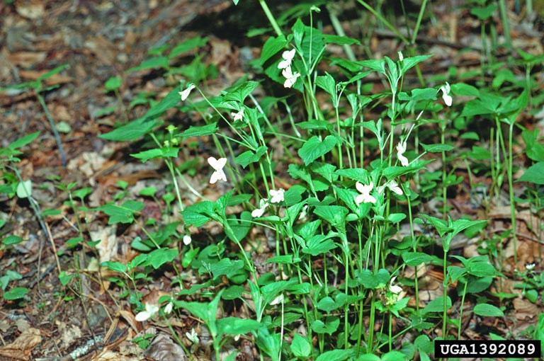 Violet Viola Spp Violales Violaceae 1392089 - 