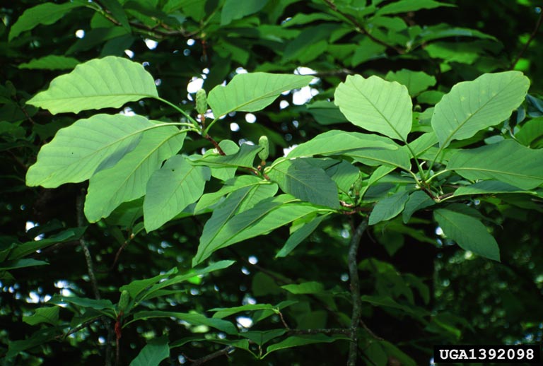 cucumbertree, Magnolia acuminata (Magnoliales Magnoliaceae) 1392098