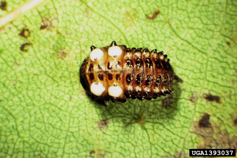cottonwood leaf beetle (Chrysomela scripta)