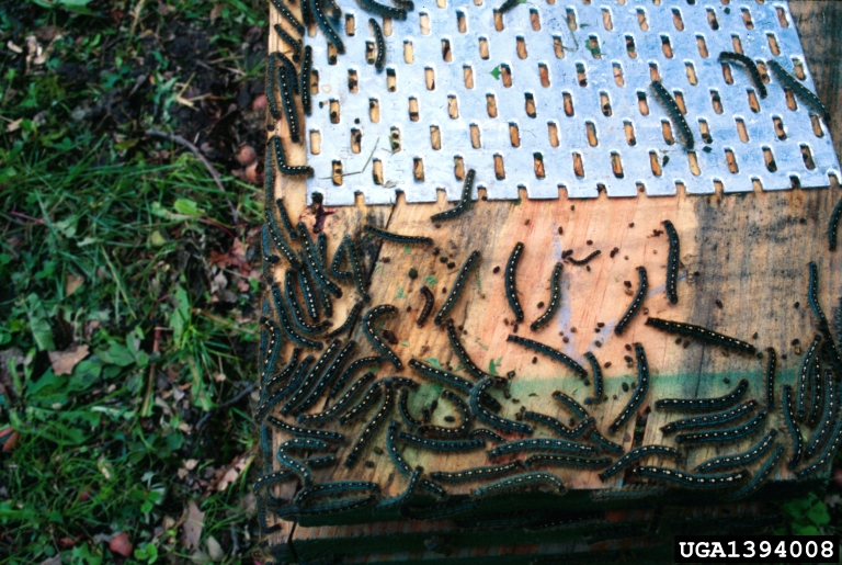 forest tent caterpillar (Malacosoma disstria)