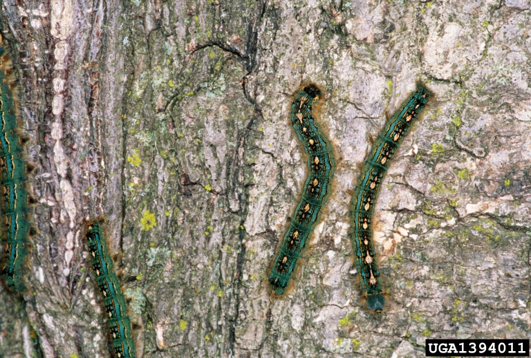 forest tent caterpillar (Malacosoma disstria)