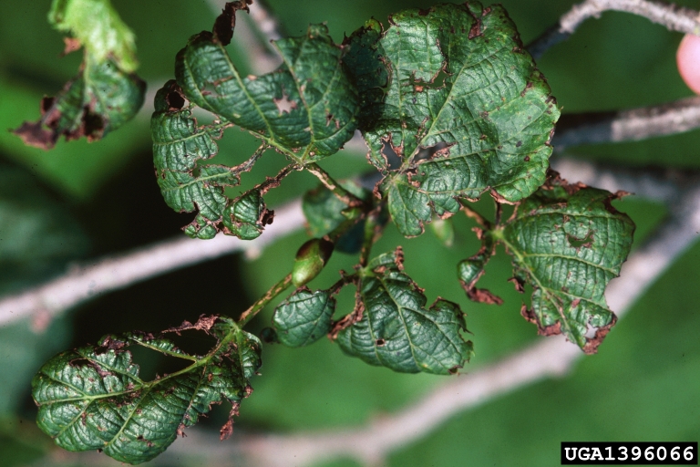 basswood thrips (Neohydatothrips tiliae)