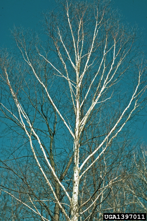 paper birch (Betula papyrifera)