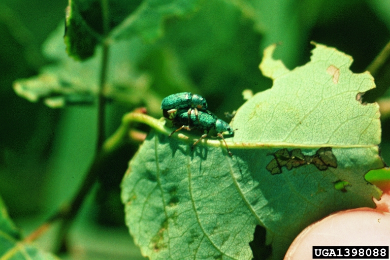 pale green weevil (Polydrusus impressifrons)