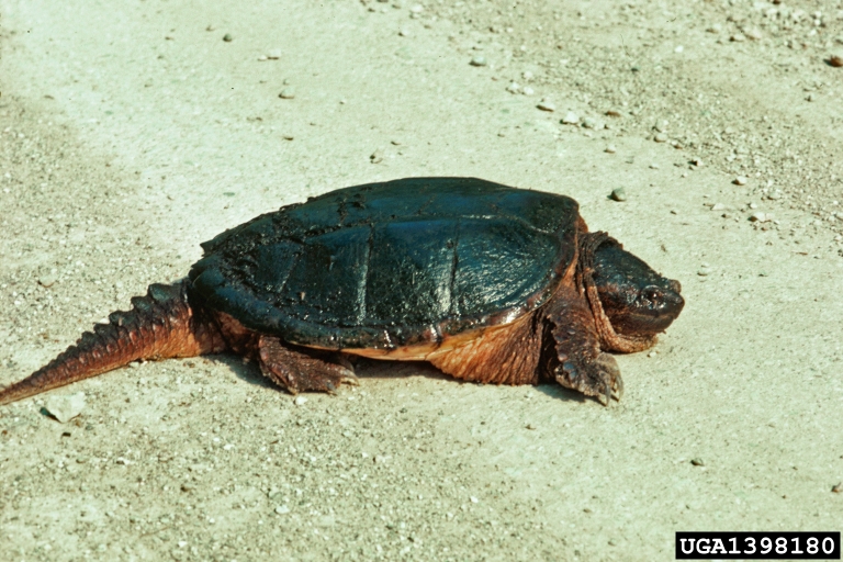 common snapping turtle, Chelydra serpentina (Testudines: Chelydridae ...