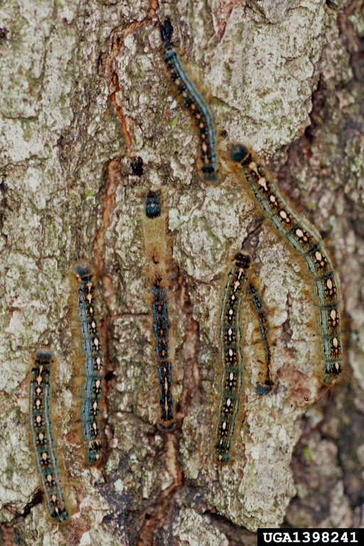 forest tent caterpillar (Malacosoma disstria)